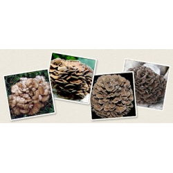 Żagwica listkowata Maitake - grzybnia na kołkach - Planto