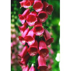 Naparstnica purpurowa - 1000 nasion