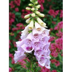 Naparstnica purpurowa - 1000 nasion