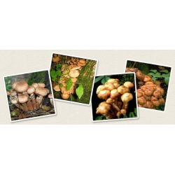 Opieńka miodowa - grzybnia na kołkach - Planto