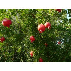 Granat niski - 27 nasion