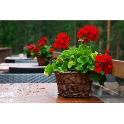 Pelargonia czerwona - 10 nasion