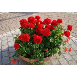 Pelargonia czerwona - 10 nasion