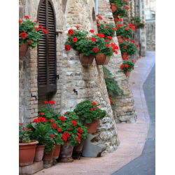 Pelargonia czerwona - 10 nasion