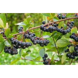 Aronia czarnoowocowa - sadzonka
