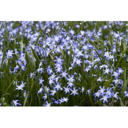 Śnieżnik lśniący - Chionodoxa luciliae - 10 cebulek