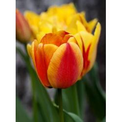 Tulipan Apeldoorn's Elite - 5 cebulek