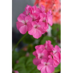 Pelargonia różowa - 11 nasion