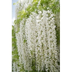 Wisteria biała - glicynia chińska - sadzonka w pojemniku C1