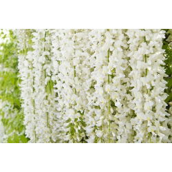 Wisteria biała - glicynia chińska - sadzonka w pojemniku C1