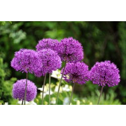 Czosnek ozdobny Purple Sensation - 3 cebulki
