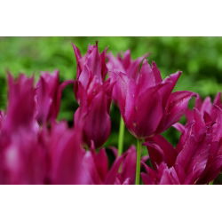 Tulipan Burgundy - 5 cebulek