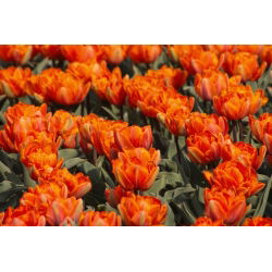 Tulipan Orange Princess - 5 cebulek