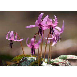 Psiząb Purple King - op. 1 szt.