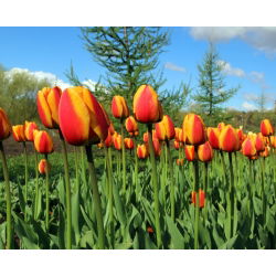 Tulipan Apeldoorn's Elite - 5 cebulek