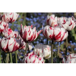 Tulipan Carnaval de Nice - 5 szt.