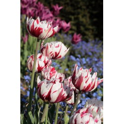 Tulipan Carnaval de Nice - 5 szt.