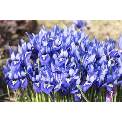 Irys żyłkowany Harmony - op. 10 cebulek