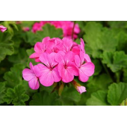 Pelargonia różowa - 11 nasion