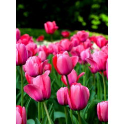 Tulipan Van Eijk - 5 cebulek