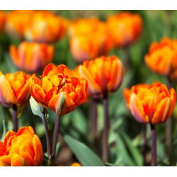 Tulipan Orange Princess - 5 cebulek