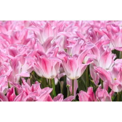 Tulipan Holland Chic - 5 cebulek