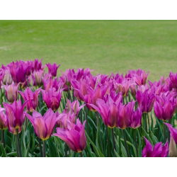 Tulipan liliokształtny Maytime - 5 cebulek