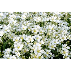 Rogownica kutnerowata - 250 nasion