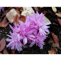 Zimowit pełny Waterlily - ogrodowa lilia wodna - 1 cebulka