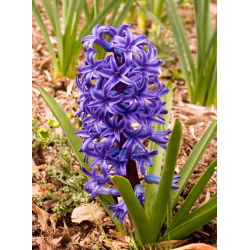 Hiacynt Blue Pearl - op. 3 szt.