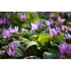 Psiząb Purple King - op. 1 szt.