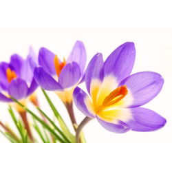 Krokus Tricolor - 10 cebulek