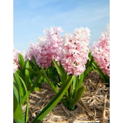 Hiacynt China Pink - op. 3 szt.