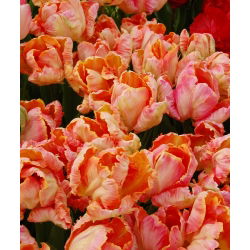 Tulipan Salmon Parrot - 5 szt.