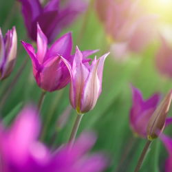 Tulipan liliokształtny Maytime - 5 cebulek