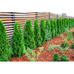 Thuja, Tuja, Żywotnik Brabant - sadzonka w pojemniku C3