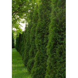 Thuja, Tuja, Żywotnik Brabant - sadzonka w pojemniku C3