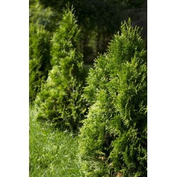Thuja, Tuja, Żywotnik Brabant - sadzonka w pojemniku C3