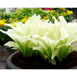Hosta - Funkia White Feather - 1 kłącze