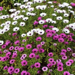 Osteospermum - 35 nasion