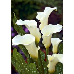 Zantedeschia, Calla - Kalla, Kalia białokremowa Albomaculata - 1 cebula