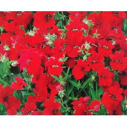 Nemezja, jawnostka czerwona - 1000 nasion