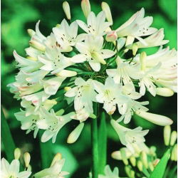 Agapanthus White - Agapant biały - 1 kłącze