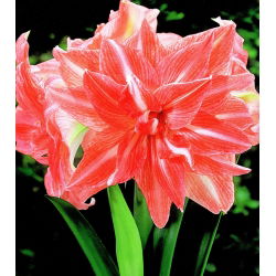 Hippeastrum, amarylis, zwartnica - Lady Jane - 1 cebula