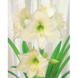 Hippeastrum, amarylis, zwartnica - Mont Blanc - 1 cebula