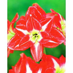 Hippeastrum, Amarylis, Zwartnica - Pasadena - 1 cebula
