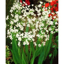 Czosnek neapolitański - Allium neapolitanum - 20 cebulek