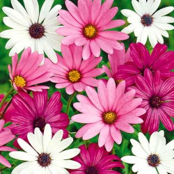 Osteospermum - 35 nasion