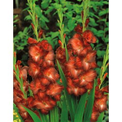 Gladiolus - Mieczyk czekoladowy Chocolate - 5 cebulek