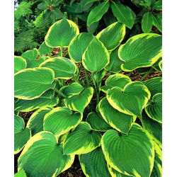 Hosta - Funkia Aureomarginata - 1 kłącze